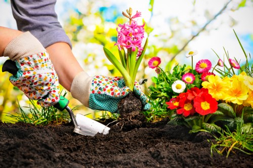 Seasonal plants for Sidcup gardens